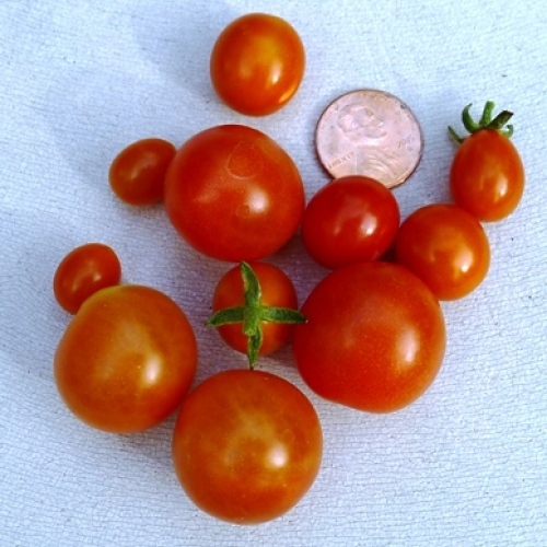 Candyland Tomatoes Make a Sweet Garden Treat Fine Gardening