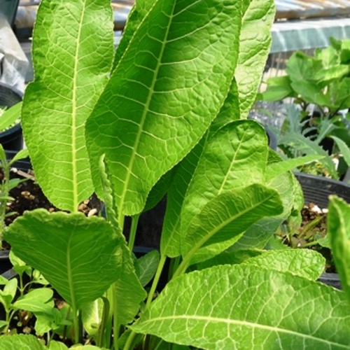 How to Plant Perennial Horseradish Fine Gardening