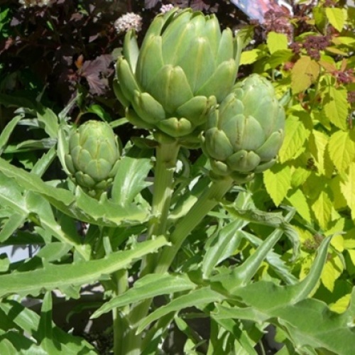 Artichokes Are Edible and Architectural Fine Gardening