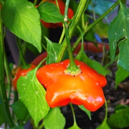 How to Start Pepper Seeds FineGardening