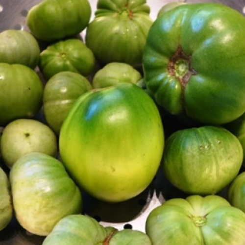 Use Green Tomatoes Instead of Tomatillos Fine Gardening