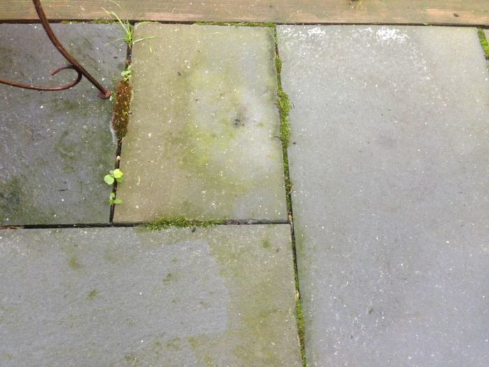 Cleaning mildew off flagstone patio without killing moss in the cracks