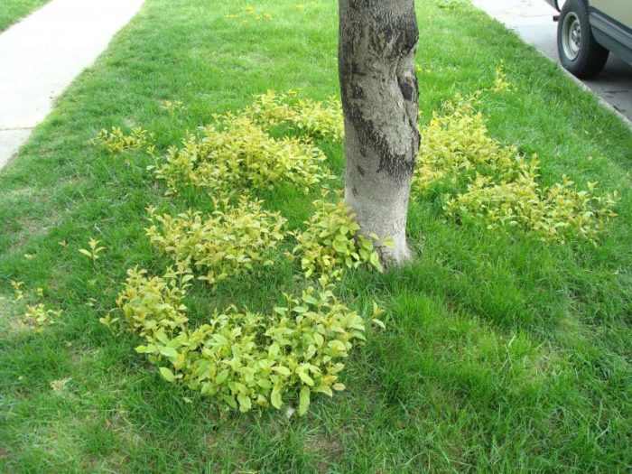 Suckers From Tree Roots Fine Homebuilding