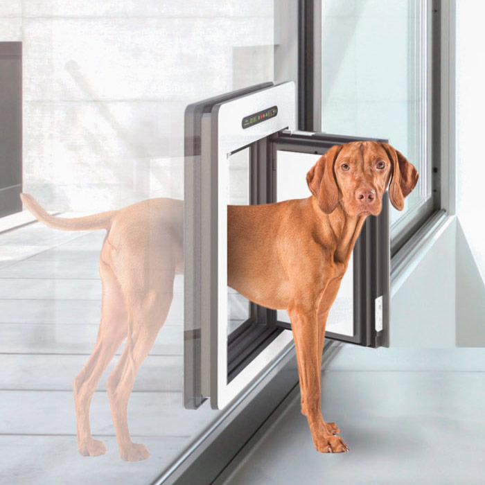 modern dog door