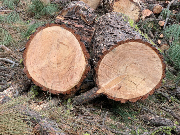 Ponderosa Pine FineWoodworking