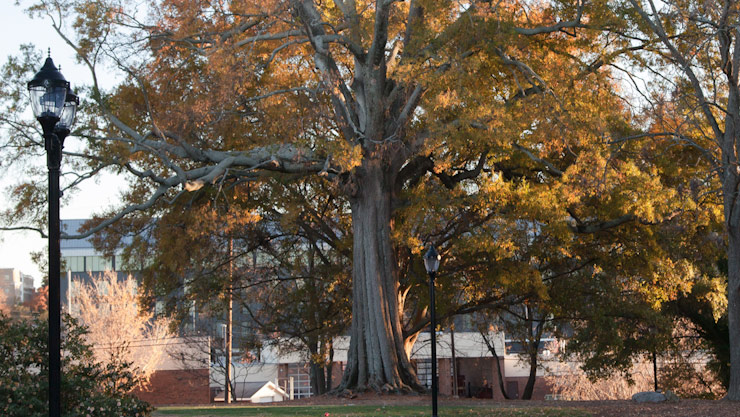 Remembering a tree - FineWoodworking - Vimarsana News