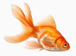 Be a Goldfish Logo