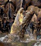 East Bay Biters Logo