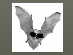 Rad Bat Logo