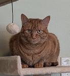 The Spud's Steely Eyed Missile Men Logo