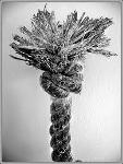 I'm a Frayed Knot Logo