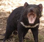 Tasmanian Devils Logo