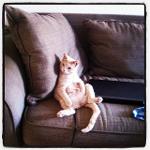 The Chosen ‘Sons Logo