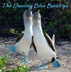 The Dancing Blue Boobies Logo