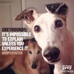 da Nose Knows FFB Logo