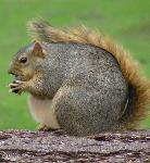 Fat Squirrel Logo