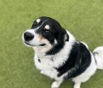 Virginia McCaskey's Blood Boy (Ronin) Logo