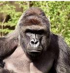 Gorilla Warfare Logo