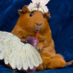 the life of a slushy girl Logo