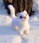 Rabids Weasely Roustabouts Logo