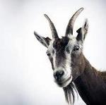 Jackmerius Tacktheritrix Logo