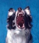 Screaming Puppies Logo