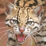 Chupacabra Ocelots Logo