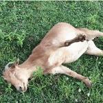 The Bloated Goat Logo