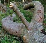 Arborists Anonymous Logo