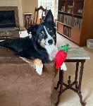 Red Pepper 26🌶️ Logo