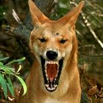 Drunken Dingoes Logo