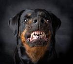 Rottweilers Logo