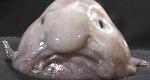 Blobfish Logo
