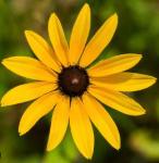 Imperfect Flowers Logo