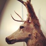 The Floor Is Larva(dain) Logo