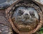 Snapping turtles Logo
