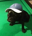 Olivianapolis Colts Logo