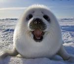 Baby Seal Hunters Logo