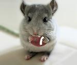 Macaxeira Football Team Logo