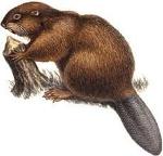 Beavetown Dammers Logo