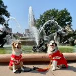 House of Kitten Mittens Logo