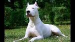 Dogo Argentino Logo