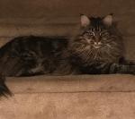 New Orleans Taints Logo