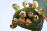 Prickly pears Logo