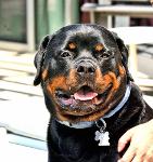 Rottweilers Logo