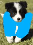 Fountain of Youth Border Collies Logo