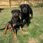 Chee City Monsters Logo