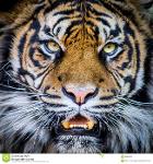 Bijan Mustard Tigers Logo