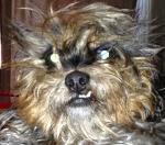 NationalFelonLeague Logo