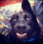 lobbster's Team Logo